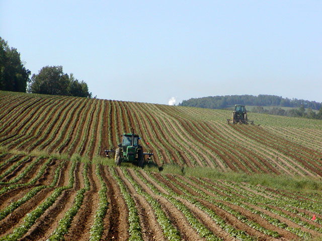 Potatoes planted in monoculture